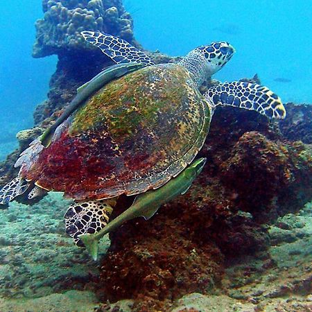 ホテル ミンピ ペルヘンティアン Kampong Pasir Hantu エクステリア 写真